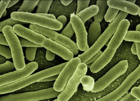 Une nouvelle vague de contaminations d’enfants à l’Escherichia Coli